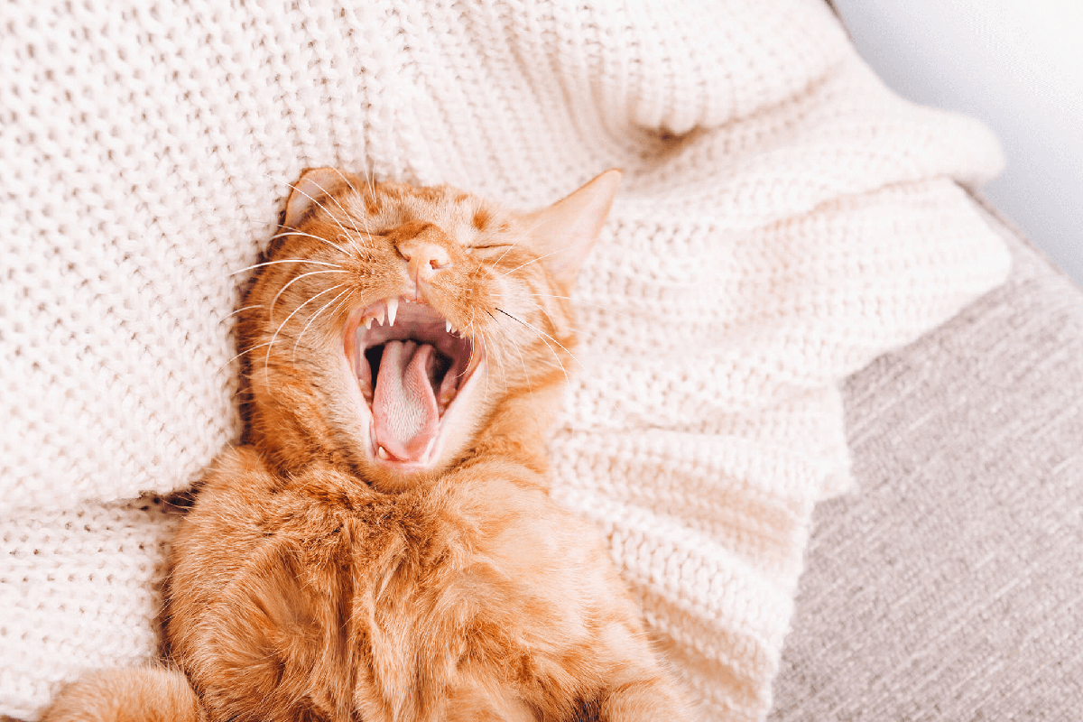 Dental Problems Cats Encounter Across The Years