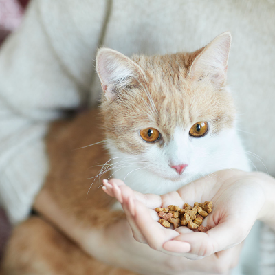 Top Cat Foods to Consider If You Are a First Time Owner